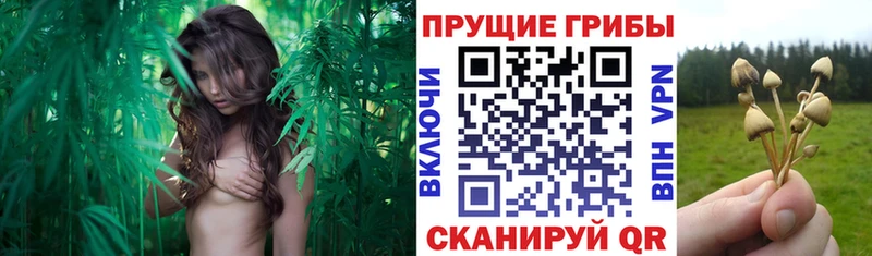 Галлюциногенные грибы ЛСД  сколько стоит  Хилок 